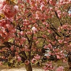 Meet your Posher, 妍